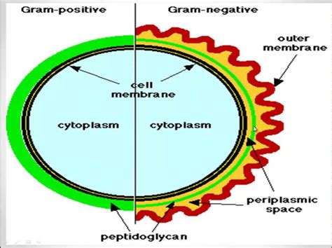 Gram Staining Youtube