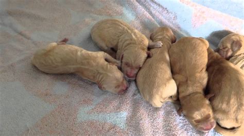 Akc, dna, ofa excellent hips american golden retriever puppies born december 2020. Newborn Golden Retriever puppies. Feb 17, 2014 - YouTube