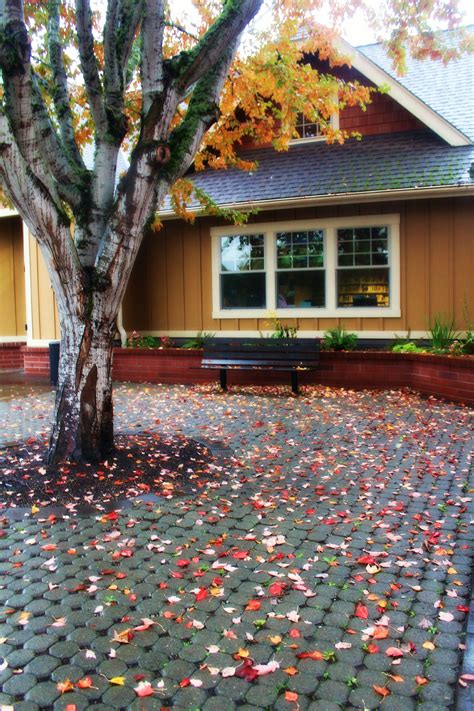Colorful Autumn Leaves In Our Courtyard Are A Delight Outdoor Decor