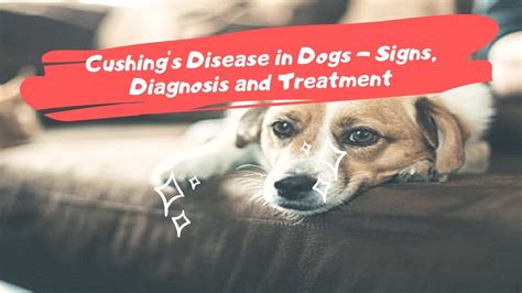 Cushings Disease In Dogs Signs Diagnosis And Treatment Youtube