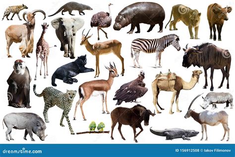 Collage With African Mammals And Birds Royalty Free Stock Image