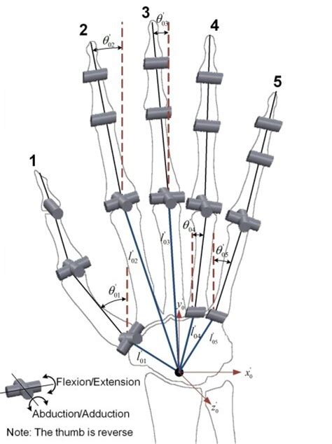 The Kinematic Model Of Hand Download Scientific Diagram