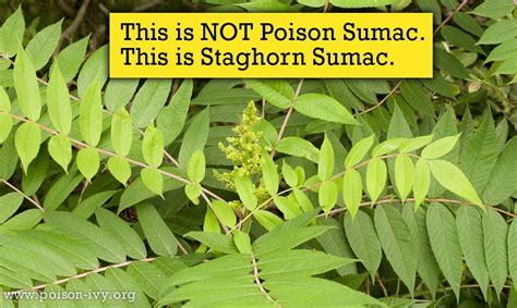 There Is A Yellow Sign That Says This Is Not Poison Sumac This Is
