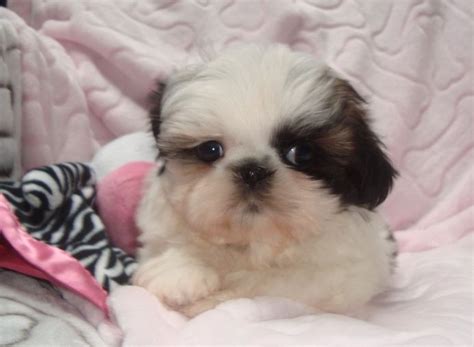 Search, discover and share your favorite shitzu puppies gifs. IOWA Nursery Tiny Tot Shih-Tzu, $1000-2000 | Shih tzu, Puppies, Animals