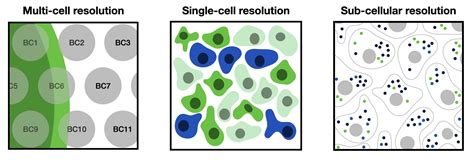 26 Single Cell Data Resolved In Space — Single Cell Best Practices