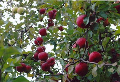 Fruit trees grown anywhere in the magnolia state need to be planted in a sunny location in a fertile several temperate fruit tree species grow successfully in the state, according to the mississippi. Psalms 1:3 - Walking on Sunshine