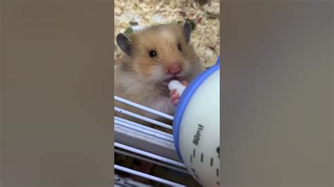 Funny And Cute Hamster 🐰tik Tok Viral💕so Funny🌈 Shorts Hamsters Funny