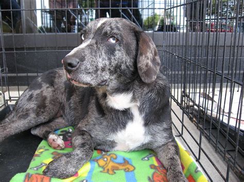As their name suggests, queensland heelers make excellent herding dogs. Blue Heeler, Lab mix Tia ready for adoption | UPDATE: Tia ...