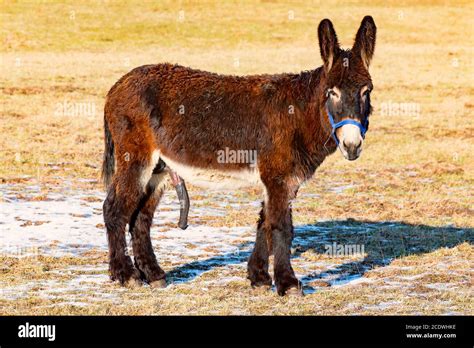 Male Donkey Grazing Stock Photo Alamy