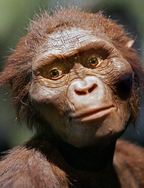 40 Years Since Lucy Australopithecus Afarensis Was Discovered