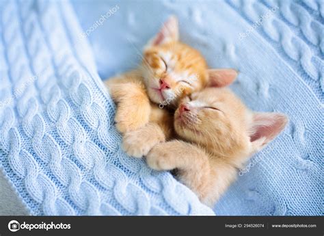 Cute Baby Kittens Sleeping Cutest Photos Of Kittens Sleeping Reader S