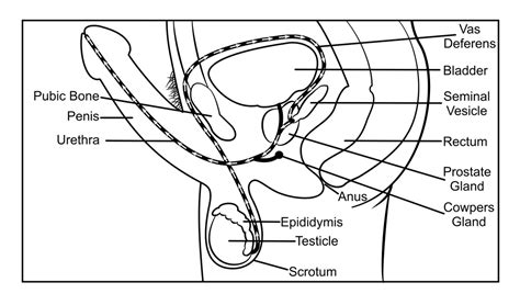 Male Reproductive System Illustrations To Assist In Teaching