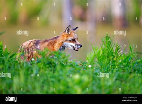 United States Minnesota Red Fox Vulpes Vulpesadult Stock Photo Alamy