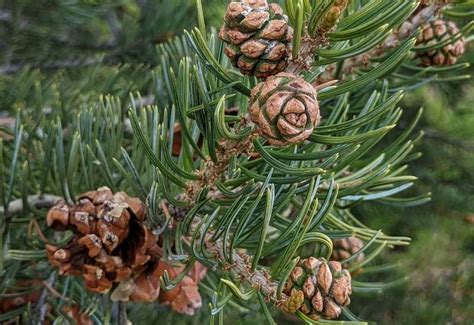 12 Different Types Of Pine Trees With Identification Guide