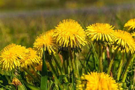 Yellow Dandelions Gold Flowers Dandelions On The Meadows Stock Image