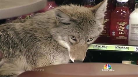 Coyotes Find New Homes In Major Us Cities