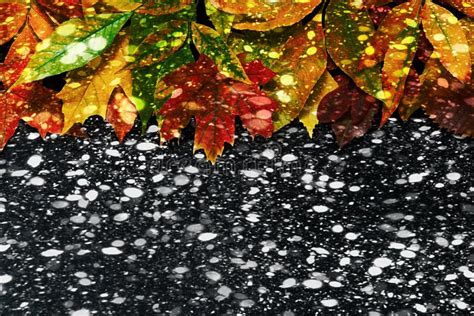 On The Bright Colorful Autumn Leaves Fall Flakes Of Early Snow Turning