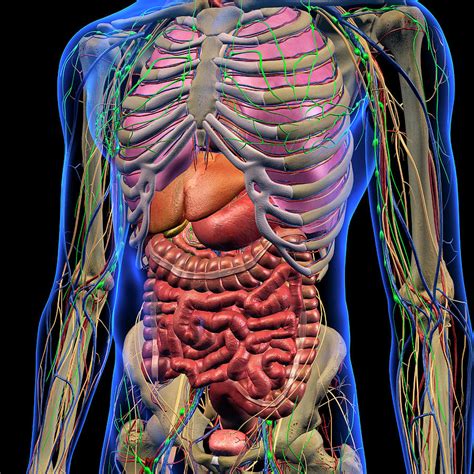 Anatomy Of The Chest Organs My Xxx Hot Girl