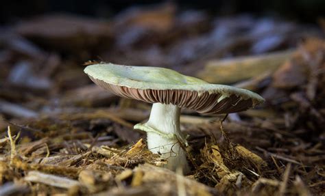 Basideomycte Mushrooms With Dark Brown Gills Photograph By Douglas