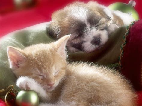 Christmas Puppy And Kitten Sleeping