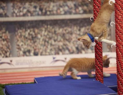 Adorable Cat Leticism On Display At The Kitten Summer Games