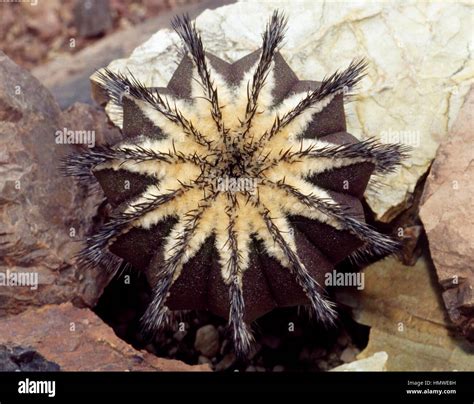 Pectinifera Fotografías E Imágenes De Alta Resolución Alamy