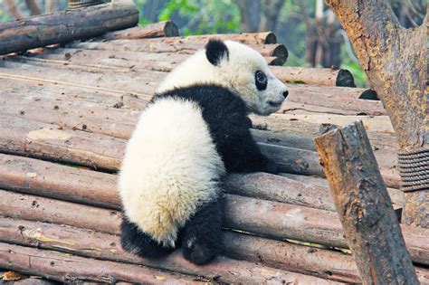 Baby Panda Bear Climbing On Some Logs Image Free Stock Photo Public