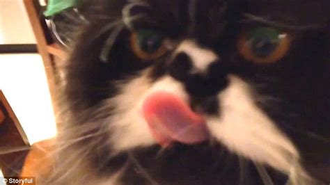 Persian Cat Gets Brain Freeze After Eating Ice Cream Too Quickly In