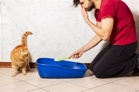 How To Safely And Quickly Clean A Cat Litter Box Pet Keen