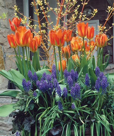 Planting Spring Blooming Bulbs In Containers Finegardening