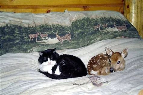 Cat And Baby Deer Animalspetsbirds Pinterest