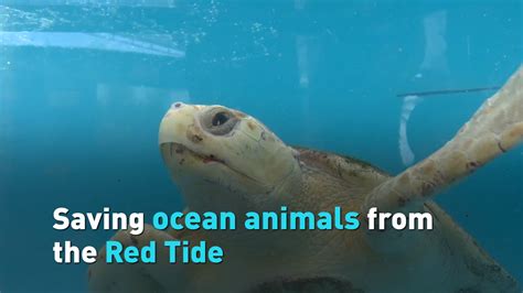 Saving Ocean Animals From The Red Tide Cgtn