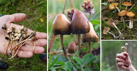How To Grow Magic Mushrooms Harvesting Magic Mushrooms