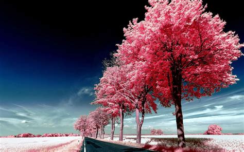 Roadside Pink Trees Mac Wallpaper Download Allmacwallpaper