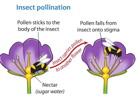 Sexual reproduction is similar to human reproduction, in which male pollen and female ovarian germ cells fuse into a new organism that inherits the genes of. Blog Archives - Junior Certificate Science