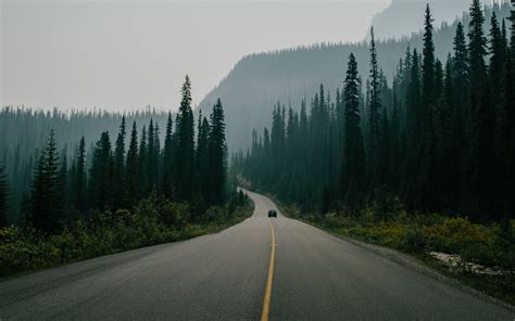 Road Surrounded With Trees Nature Landscape Road Trees Car Pine