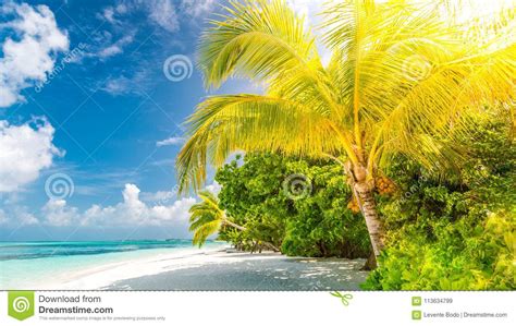 Beautiful Tropical Landscape Maldives Island Beach And Palm Trees