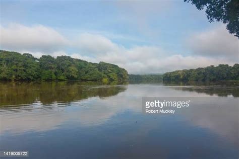 Congo Basin Forest Photos And Premium High Res Pictures Getty Images