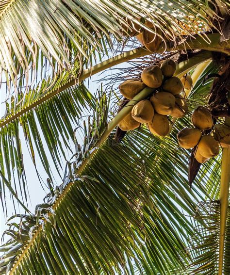 King Coconut Plantation Tree Fruits Yellow Bunches Palm Coco Sri Lanka