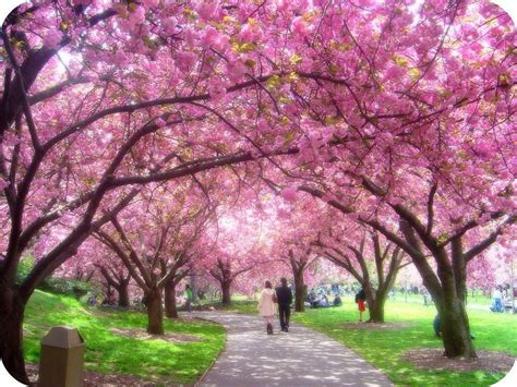 Cherry Blossom Garden Wallpapers Top Free Cherry Blossom Garden