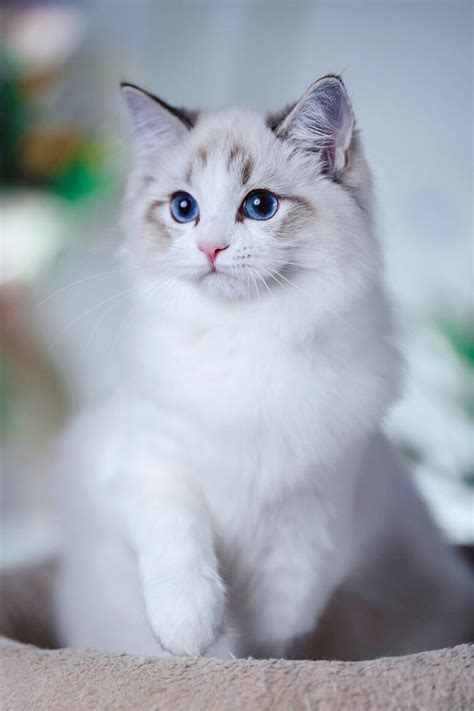 Where To Find Free Ragdoll Kittens In 2020 Cute Baby Cats Ragdoll