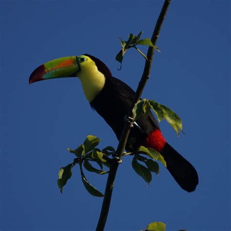 Keel Billed Toucan Belcampo Lodge Belize Mikes Birds Flickr