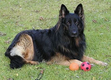 Old German Shepherd Dog ~ Dog Breeds Database