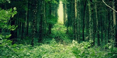 Green Forest Trees Best Htc One Wallpapers