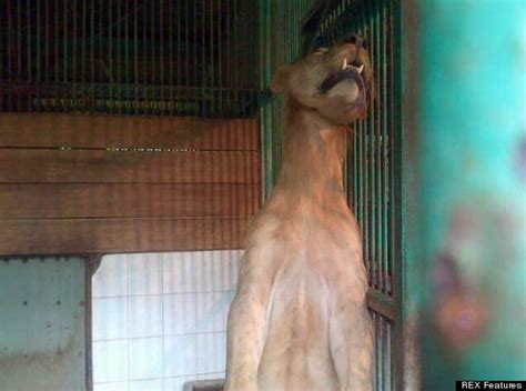 Michael The Lion Found Hanging In Its Cage In Indonesian Zoo