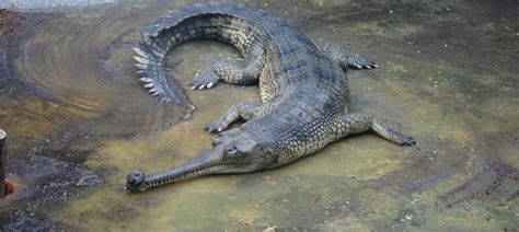 Photos: The Indian birds and animals on a new list of critically