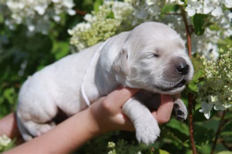 Why choose mn english golden? English Crème Golden Retriever Puppies in MN - Gallery ...