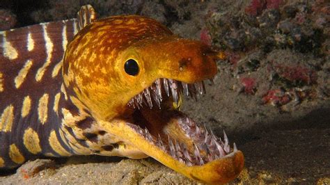 World S Most Poisonous Fish That You Should Never Attempt To Eat