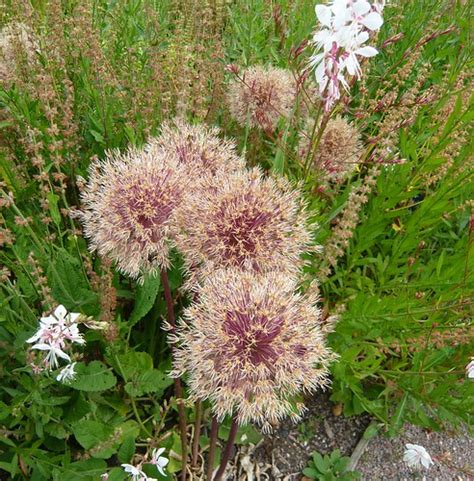 Know Your Onions They Are Alliums Gardeners Tips