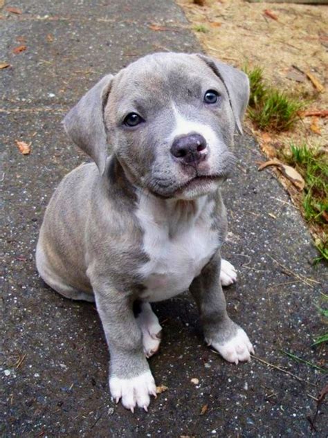 Cute Gray Pitbull Puppy Pitbull Welpen Tiere Hund Niedliche Tierbabys